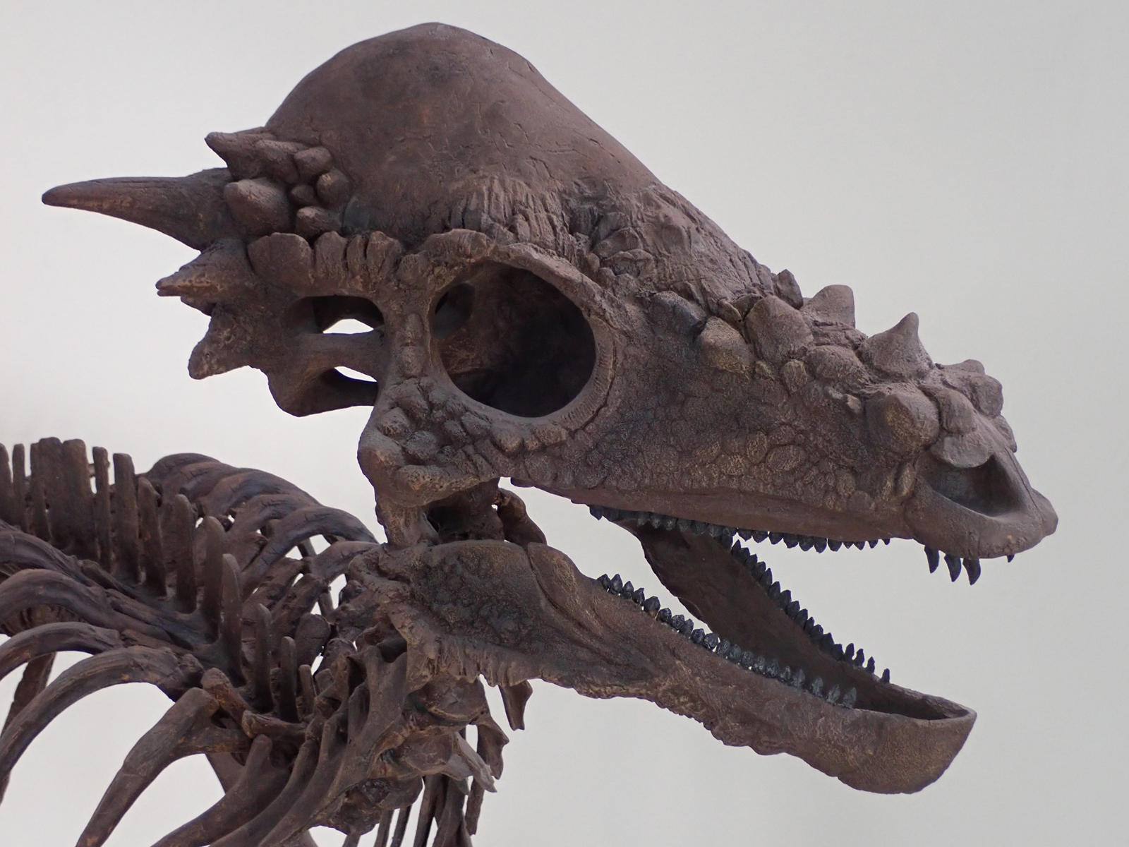 Pachycephalosaurus wyomingensis Skull – Lance Fm Specimen – Display Replica  – Black Hills Institute