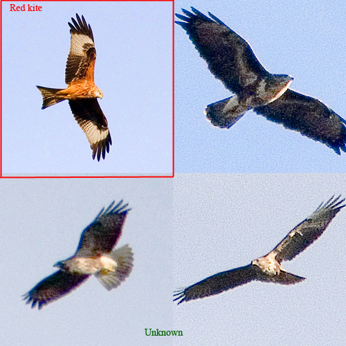 How to identify birds of prey